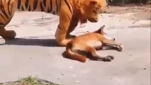 Funny animal