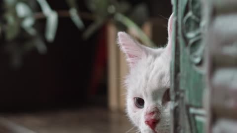 The cute cat looks you as good manner
