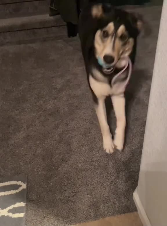 Animals Being Silly and Cute at the Same Time