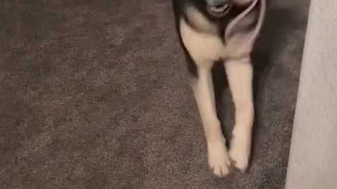 Animals Being Silly and Cute at the Same Time