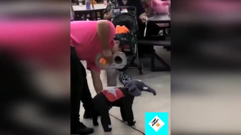 Funny animals in funny situations Compilation