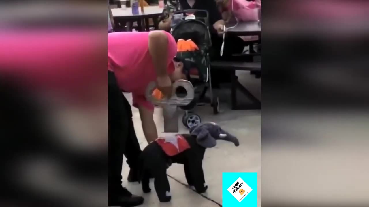 Funny animals in funny situations Compilation