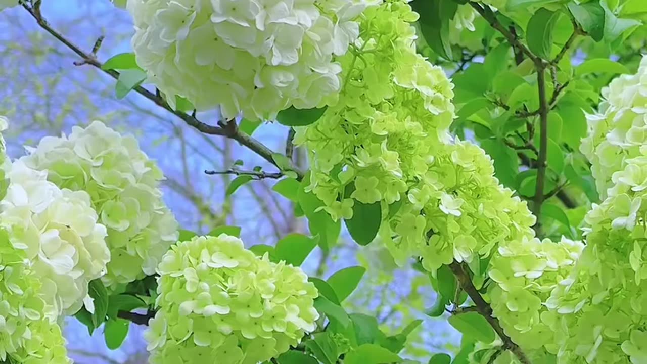 All videos