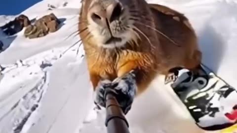 A neural network showed how animals relax at a ski resort. 🐾😅