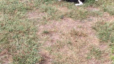 Daisy the Beagle's New Ball