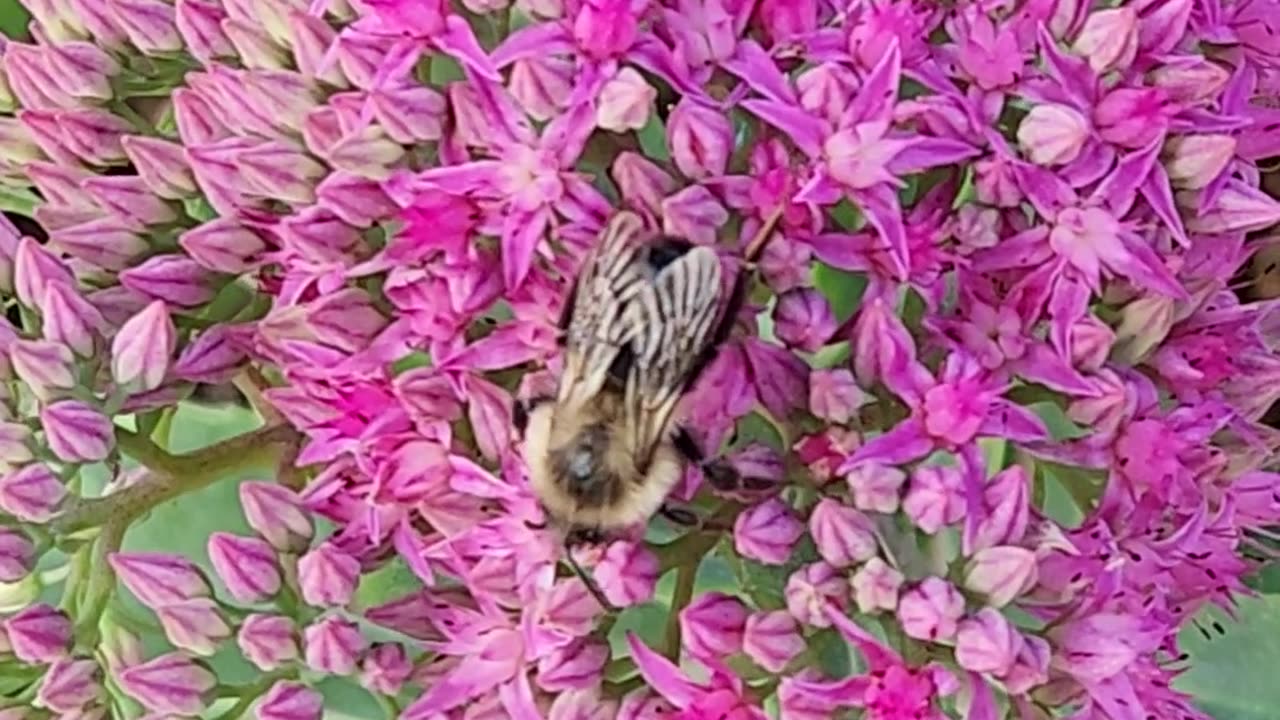 A Bee doing the Sedum Shuffle