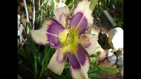 Daylilies - July 2025