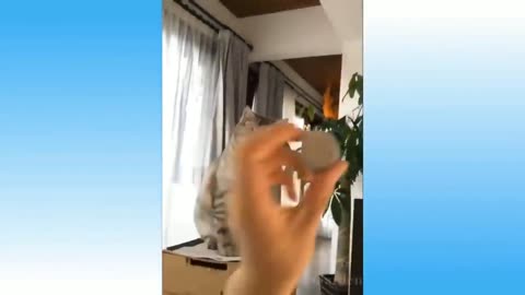 😂 Funny Animals 🐧 – Best of the 2020 Funny Animal Videos 😁 | Cutest Animals Ever!