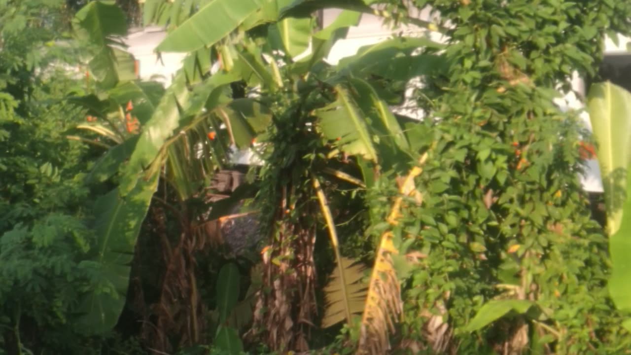 Right on the Hidden Trees