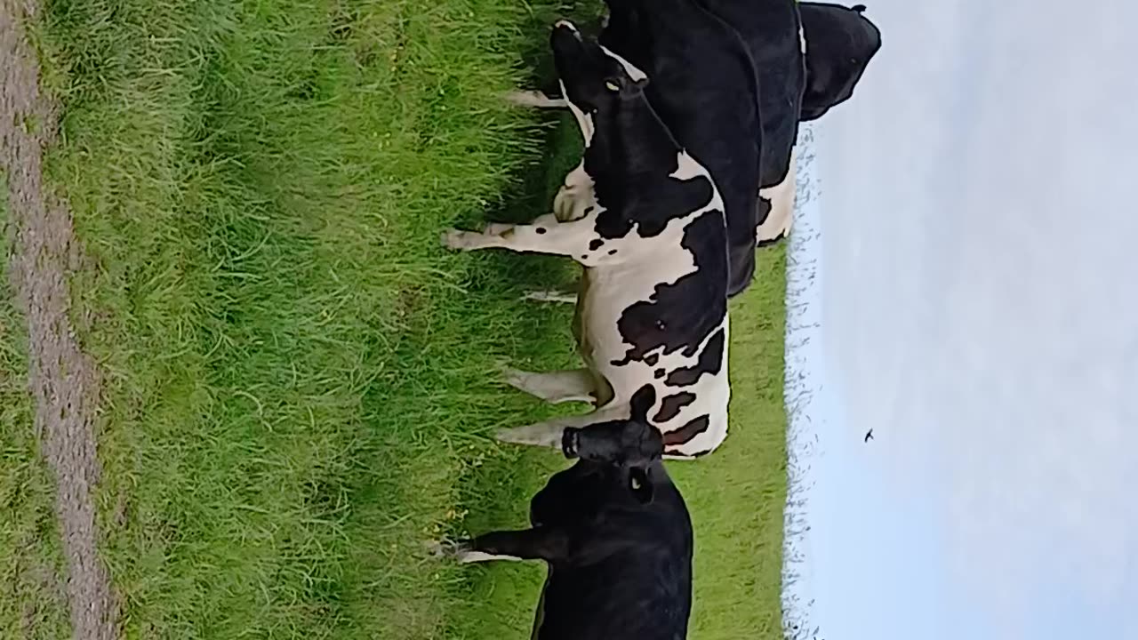 Thought I'd leave the support worker to bundle people in vans and visit cows