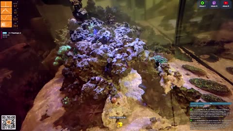 24/7 Real Live Reef Stream