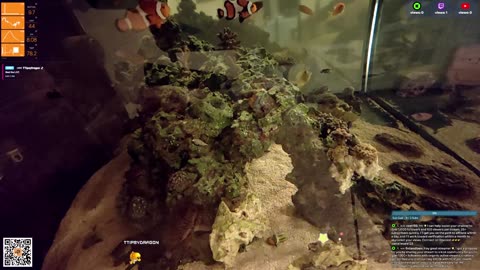 24/7 Real Live Reef Stream