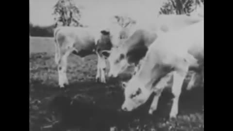 Animal cruelty banned in Germany 1930s