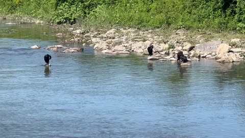 Four cormorants chilling on the Humber River