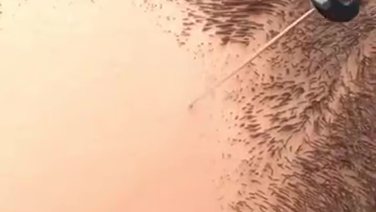 动画模拟植发过程