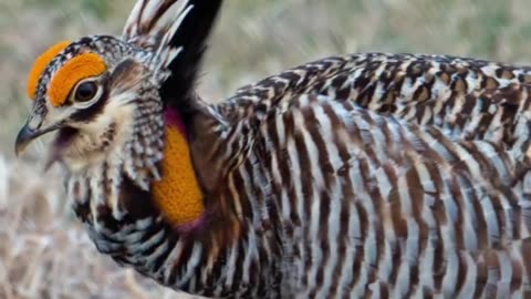 Greater Prairie-Chicken (Tympanuchus cupido).