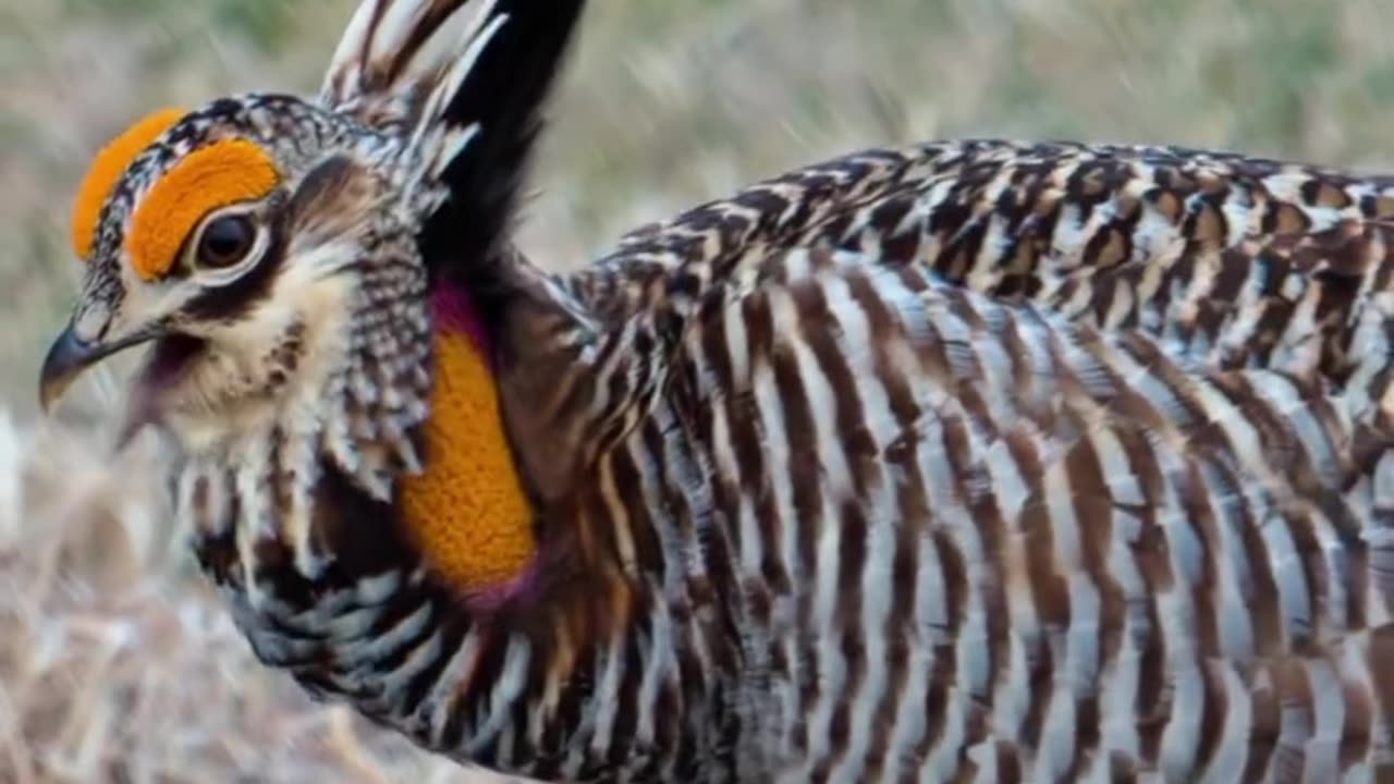 Greater Prairie-Chicken (Tympanuchus cupido).