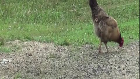 hen