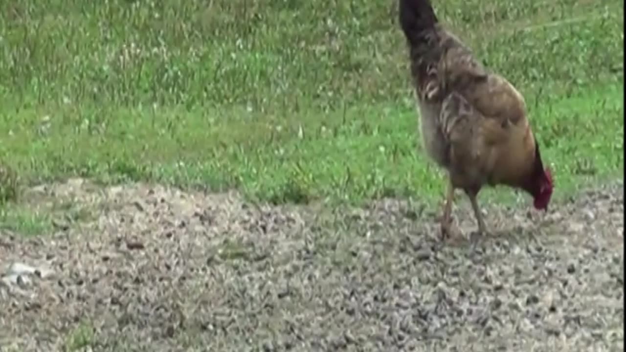 hen