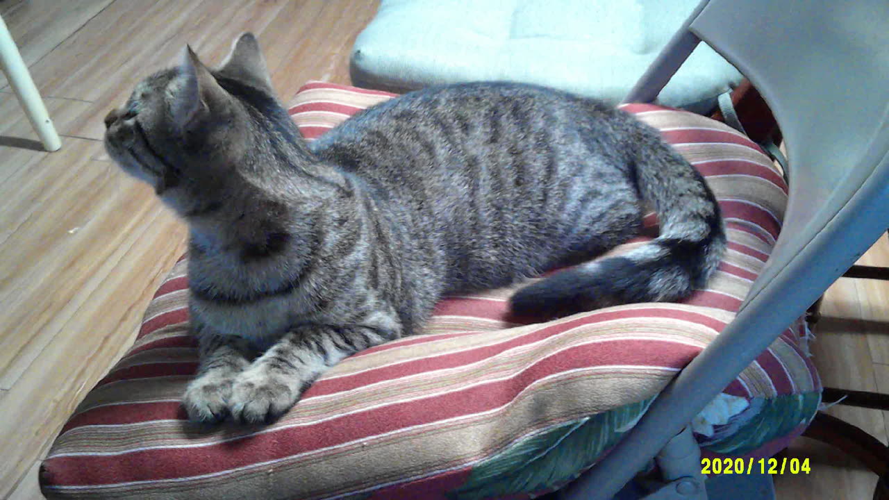 Back when my cats were not much more than kittens