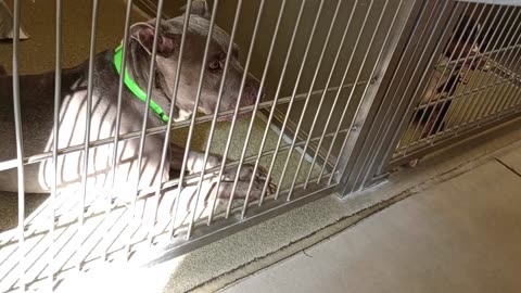 Rebel 11y A870950 kennel 222 harrys haven PACC shelter _20250723_163300863