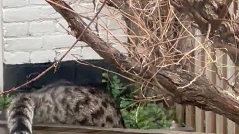 Cat's Successful Sausage Heist