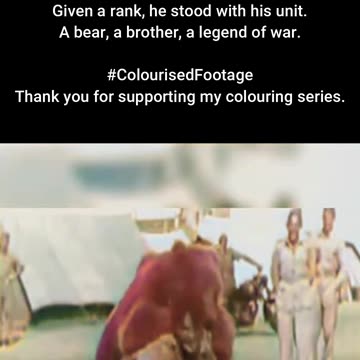 Unlikely Soldier Wojtek the Bear Becomes a Corporal #ColourisedHistory