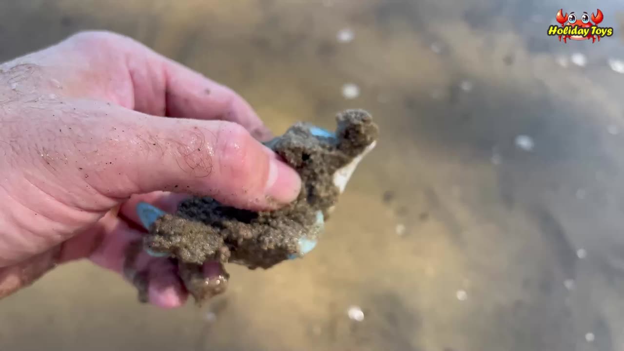 Cute Fat Red Crab Buried in Clean River Sand