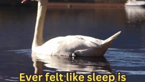 Better Sleep Tips #HotNightFix 🔥 #CoolSleep 😴 #PeacefulDreams 🌙 #NoSweat 🛏️ #ChillMode ❄️