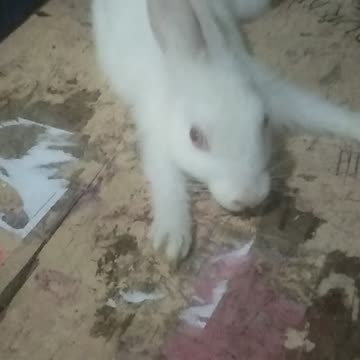See rabbit