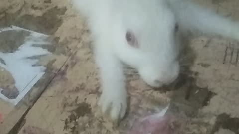 See rabbit