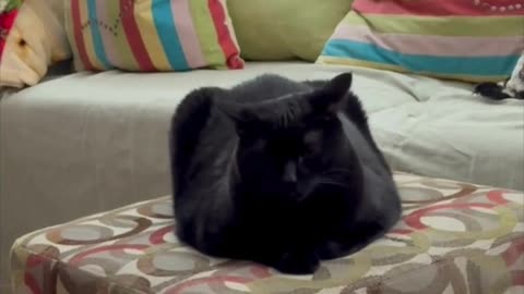 Cute Precious Piper is a Footstool Loaf - Adopting a Cat from a Shelter Vlog #shorts