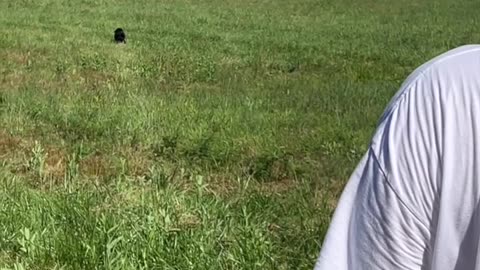 MASH - Dog Training - Retriever Training - Duck Dog - Pitboss Waterfowl - Capt. Jeff Coats
