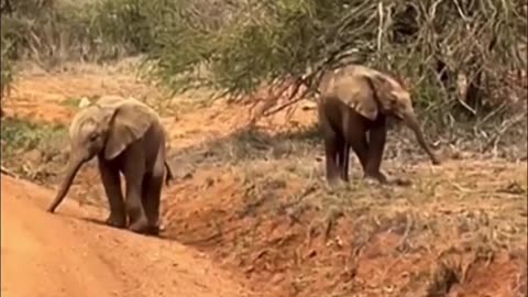 😂🐘 Sibling Rivalry GOES BEYOND the Jungle! | FunFM