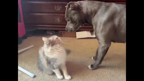 Kitty Comedy Central: Hilarious Compilation You Crave!