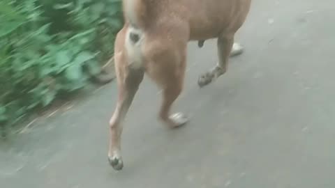 Funny Cat and run