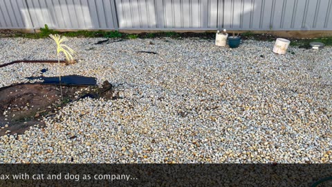 Gardening, Dog and cat keep me company...