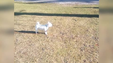 dog