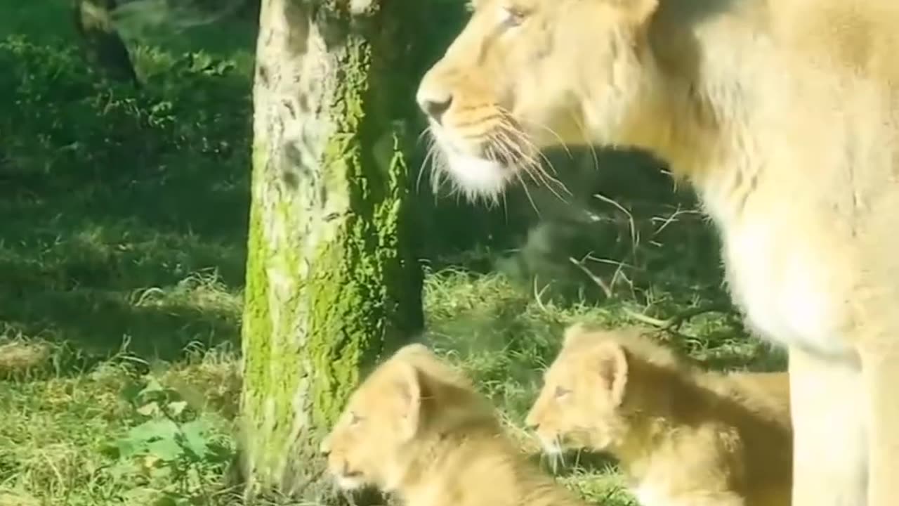 Meme Mania | Hilarious Shorts to Crack You Up π€£π
