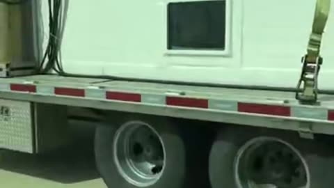 Sharks are being transported on a highway. pretty cool!