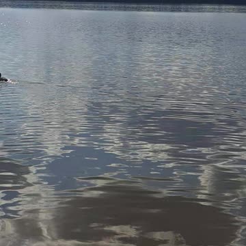 Ducks & Me: A Mutual, Eternal Love!