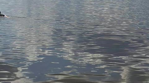 Ducks & Me: A Mutual, Eternal Love!