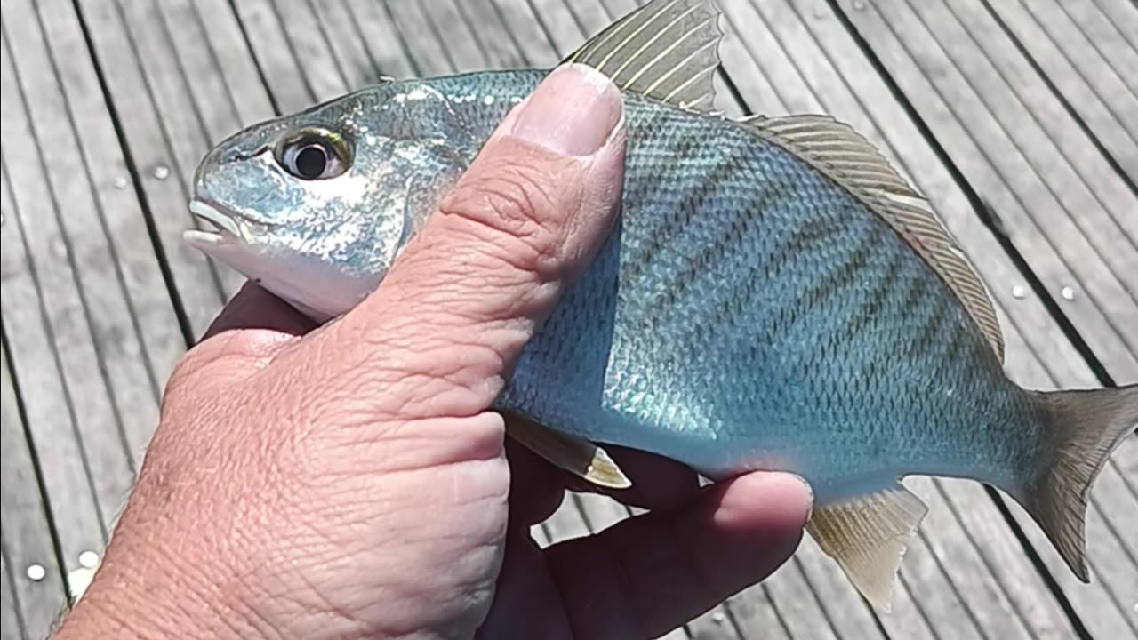 Spot fish.