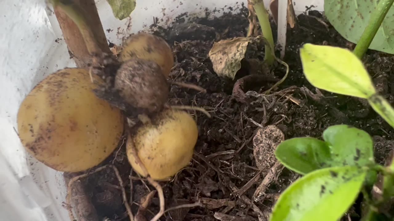 Potato yield in a pot!