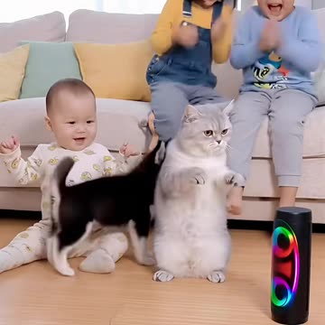 “This Dancing Cat Stole Everyone’s Heart!”#CatLoverCommunity #ViralCatClip #CatShorts #PetLove