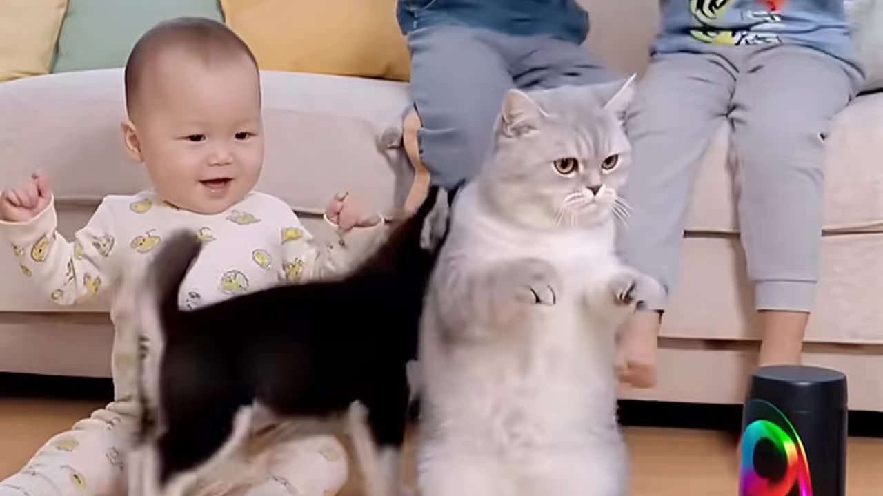 “This Dancing Cat Stole Everyone’s Heart!”#CatLoverCommunity #ViralCatClip #CatShorts #PetLove