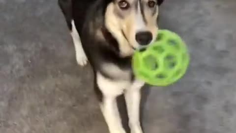 😂🐶 The Funniest Animal Reaction You'll See Today! | FunFM