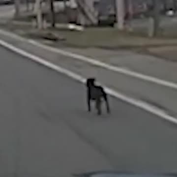 WV Police Attempt to Nudge Dog off of Busy Highway