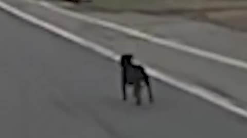 WV Police Attempt to Nudge Dog off of Busy Highway