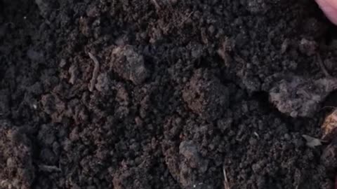 🪱Worms = Faster Compost?! Try This Trick!